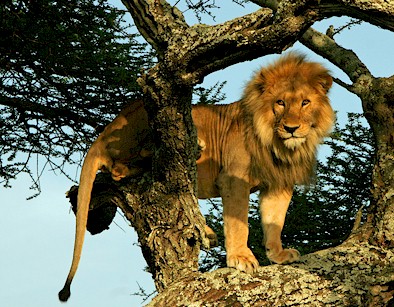 [lion on a tree]
